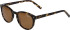 Morgan 7241 sunglasses in Dark Brown