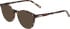 Morgan 1159 sunglasses in Brown
