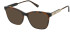 NINA RICCI VNR313 Sunglasses in SHINY DARK HAVANA