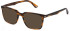 POLICE VPLG73 sunglasses in Shiny Striped Brown