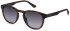 POLICE SPLF60E sunglasses in Matt Dark Havana