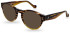 Hackett HJPO104 sunglasses in Brown Horn