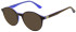 Pepe Jeans PJ3516 sunglasses in Gloss Horn/Blue