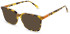 United Colors of Benetton BEO1098 sunglasses in Gloss Classic Tort