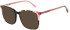 Pepe Jeans PJ3473 sunglasses in Matt Classic Tort