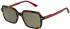 Pepe Jeans PJ7405 sunglasses in Gloss Red Tortoise