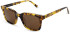 United Colors of Benetton BE5058 sunglasses in Gloss Classic Tortoise