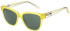 Joules JS7078 sunglasses in Milky Mustard Yellow