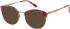 Radley RDO-6015 sunglasses in Pink/Tortoise