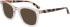 Dragon DR7010 sunglasses in Sand Crystal/Koi Tortoise