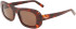 Ferragamo SF1046S sunglasses in Red Tortoise