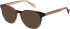 Superdry SDO-3012 sunglasses in Purple