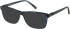 CAT CTO-3019 sunglasses in Gloss Navy Horn