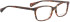 Bellinger Brows-4 glasses in Brown/Brown