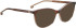 Entourage of 7 Aviva sunglasses in Brown/Brown