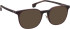 Entourage of 7 Hank-Np sunglasses in Brown/Brown