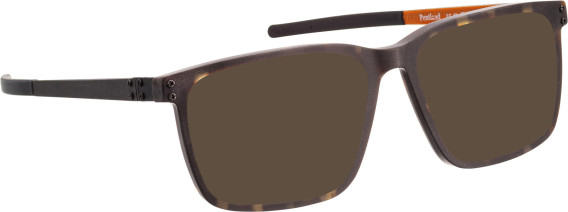 Blac Pentland sunglasses in Brown/Black
