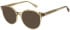 Sandro SD2047 sunglasses in Crystal Smokey Green