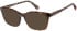 Superdry SDO-3022 sunglasses in Black