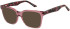 Episode EPO-401 sunglasses in Pink Crystal