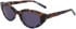 DKNY DK548S sunglasses in Mocha/Blue