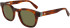 Lacoste L6015S sunglasses in Havana Blonde