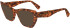 Lanvin LNV2656 sunglasses in Amber Tortoise