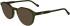 Zeiss ZS24542 sunglasses in Transparent Khaki