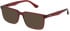 Police VPLN17-57 sunglasses in Shiny Transparent Bordeaux Red