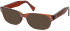 SFE-11308 sunglasses in Clear Brown