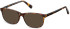 SFE-11290 sunglasses in Shiny Turtle