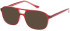 SFE-11303 sunglasses in Clear Burgundy