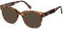 SFE-11279 sunglasses in Turtle