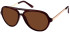 SFE-8614 sunglasses in Brown