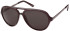 SFE-8614 sunglasses in Grey