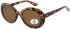SFE-11362 sunglasses in Shiny Turtle