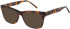 SFE-11410 sunglasses in Tortoise