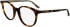 Calvin Klein CK24543 glasses in Havana