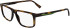Lacoste L2959 glasses in Havana