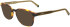 Lacoste L2964 sunglasses in Havana