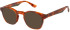 Botaniq BIO-1129 sunglasses in Tort
