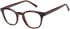 SFE-11497 glasses in Tort