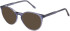 SFE-11492 sunglasses in Blue