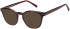 SFE-11497 sunglasses in Tort