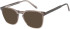 SFE-11486 sunglasses in Grey