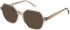 SFE-11496 sunglasses in Brown