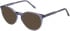 SFE-11492 sunglasses in Blue
