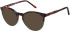 SFE-11492 sunglasses in Tort/Green
