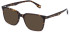 Police VPLG73E-51 sunglasses in Shiny Brown/Havana
