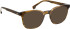 Entourage Of 7 HANK-L sunglasses in Brown/Brown